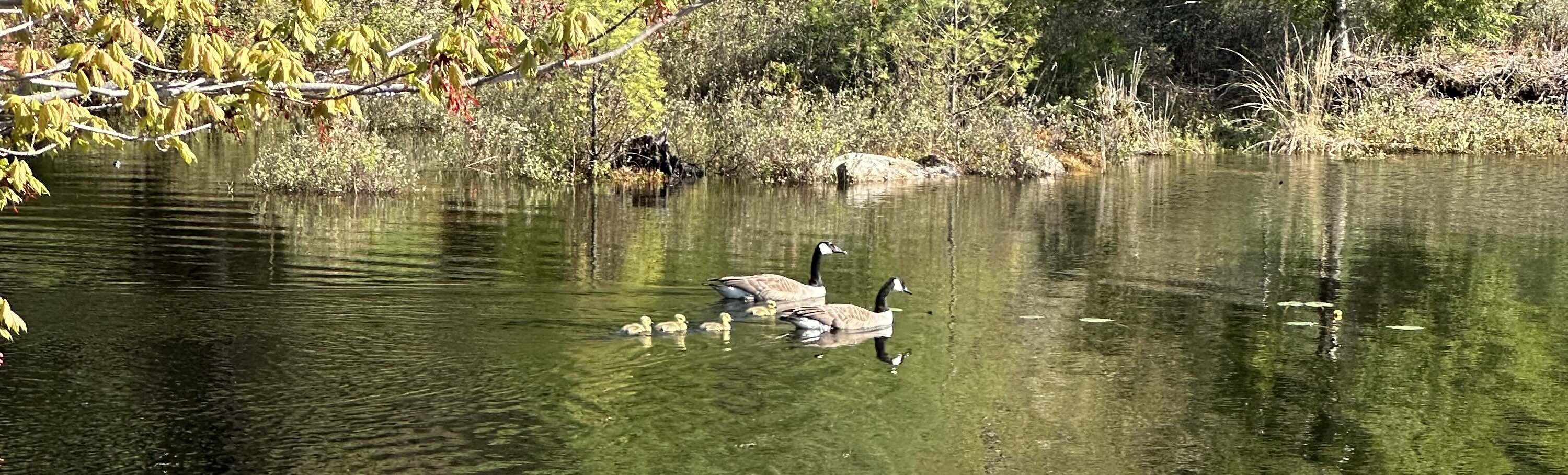 Geese and their goslings at Knights Pond, Cumberland, Maine